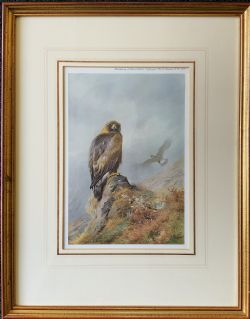 ANTIQUE PRINT GOLDEN EAGLE AFTER ARCHIBALD THORBURN C 1907 WITH GALLERY LABEL