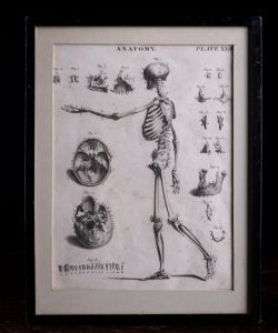 ANDREW BELL 17261809 ANATOMICAL SKELETON ENGRAVING C1770