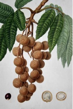 DIMOCARPUS LONGAN FROM ICONES PLANTARUM MEDICINALIUM 1818 ANTIQUE ENGRAVING