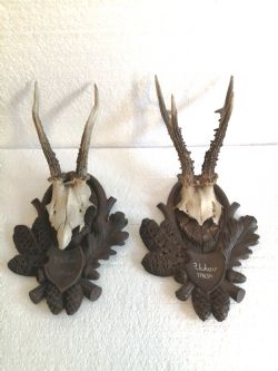 TAXIDERMY TWO MOUNTED ROE BUCK HALF SKULLS