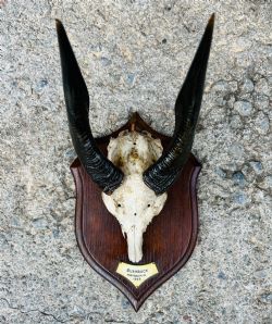 AFRICAN MOUNTED BUSHBUCK HORNS