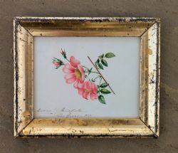 BEAUTIFUL ANTIQUE WATERCOLOUR WILD ROSE