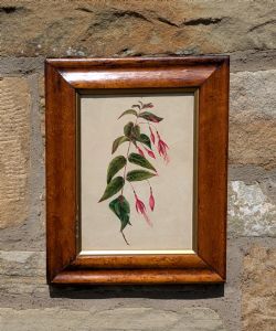 PRETTY BOTANICAL WATERCOLOUR FUSCIA 19TH CENTURY